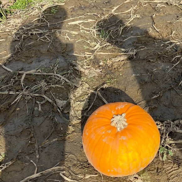 Meet your Posher, Echo - Picture 6 of 6